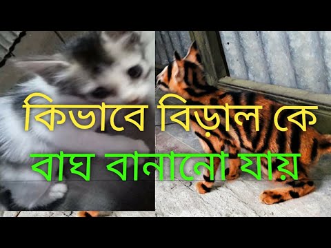 ভিডিও: কিভাবে একটি বিড়াল মুখোশ বানাতে হয়