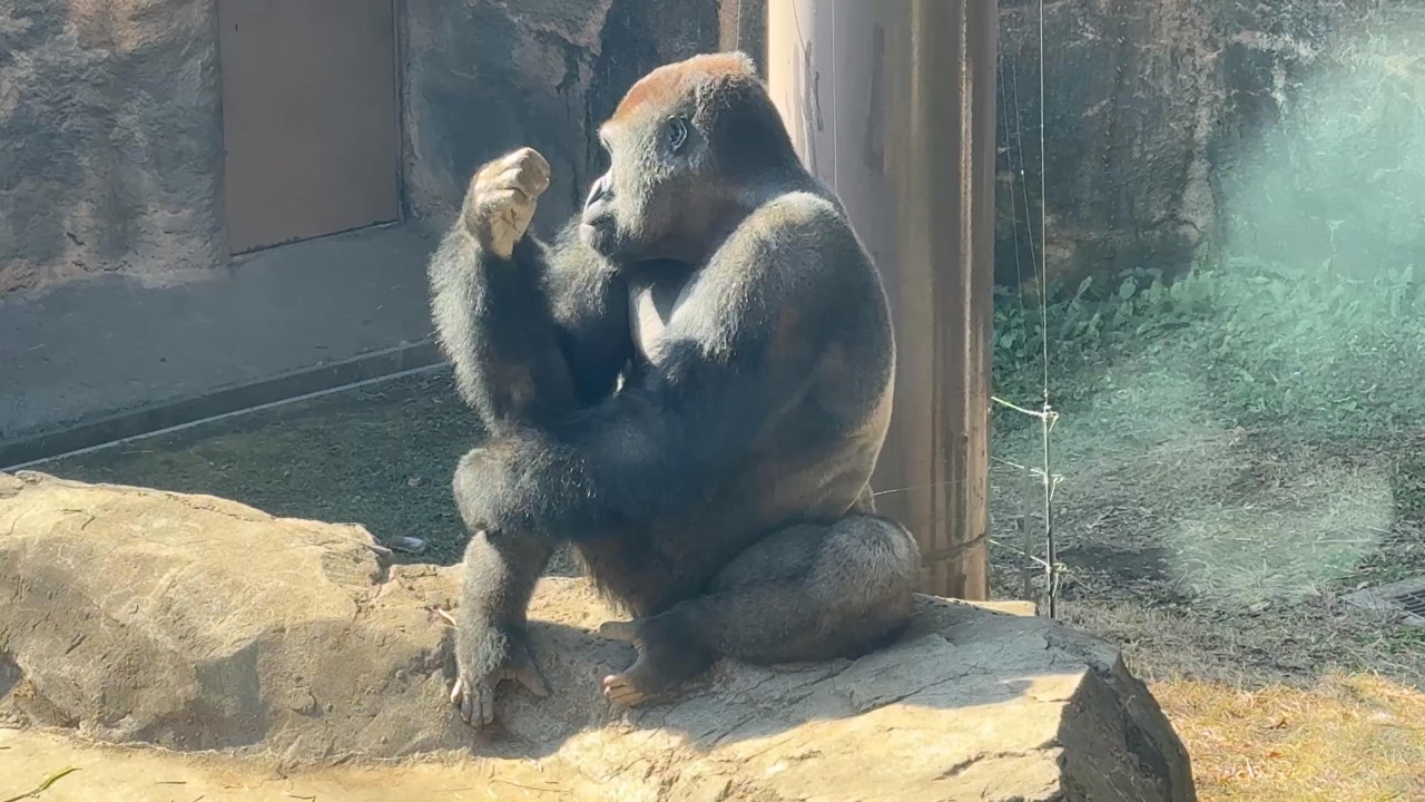 ゴリラにしては薄毛 西のゴリラは樹上で眠る: 12 (新・動物記 パパ・ジャンティとその家族 ギター