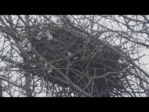 Гнездо вороны воронье гнездо варенье из малины