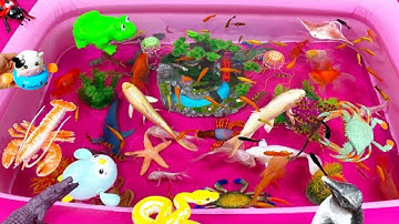 Động Vật Dễ Thương,Cá Mập,Cá Chép,Cá Đuối,Bạch Tuộc,Tôm,Sứa,Cá heo,Sao Biển,Cá Sấu,Chim Cánh Cụt,Ếch