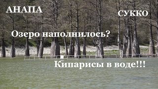 АНАПА - кипарисы в Сукко спасены. Деревья в воде! Озеро наполняется.