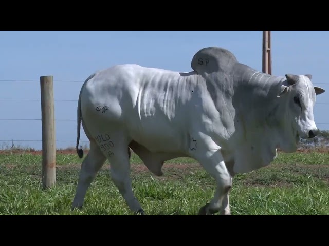Lote 22   11º Leilão Fazenda Modelo
