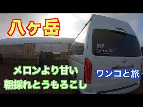 【ワンコとキャンピングカー車中泊の旅/2023夏 八ヶ岳 メロンより甘い糖度20度のとうもろこしを求めてハマラノーエンへ】