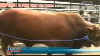 Topik Antv Sapi Seharga Mobil