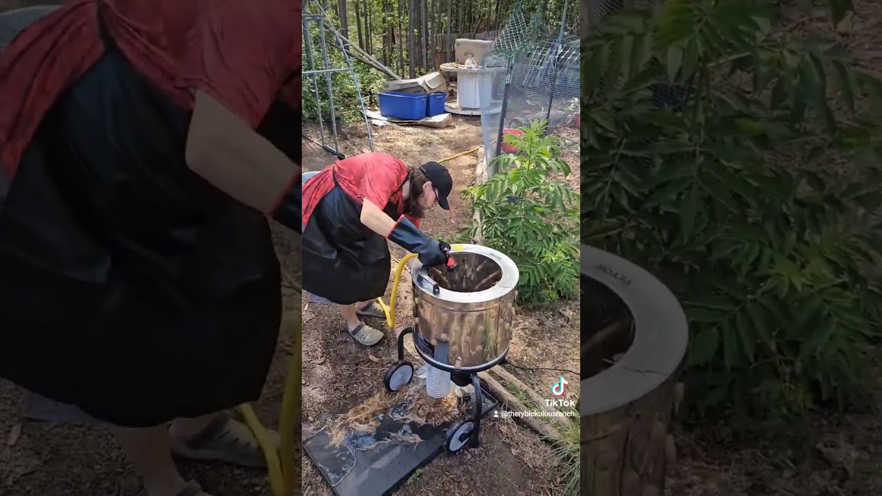 Our first time processing chickens