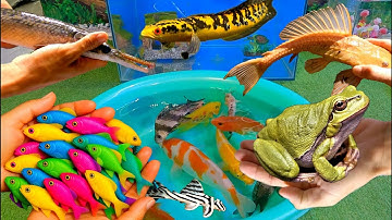 Bắt cá cảnh dễ thương, cá vàng, cá koi, cá trê, rùa, cá betta, guppy