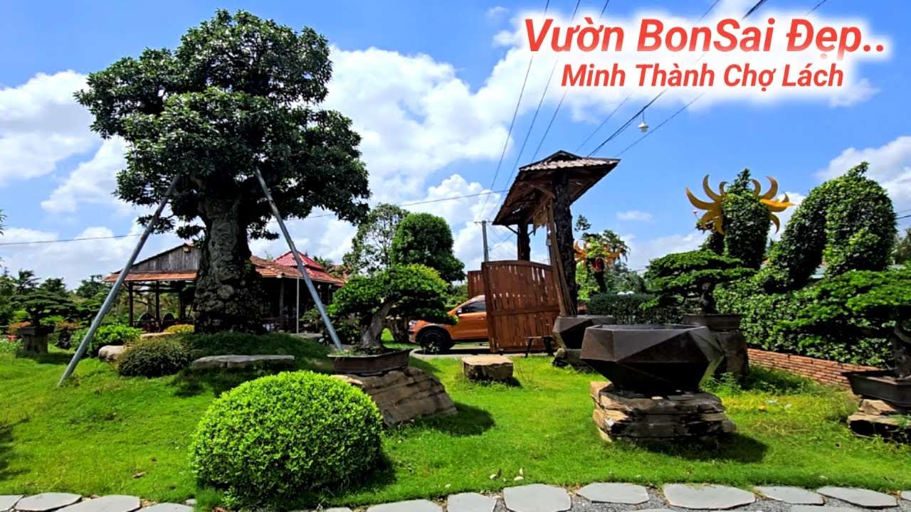 Cây Xoài Độc Nhất Việt Nam. Vườn Tùng BonSai Minh Thành Chợ Lách Vĩnh Long Lh #0918798455
