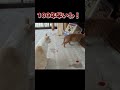 子猫の戦いは続く②#shorts #cat #保護猫