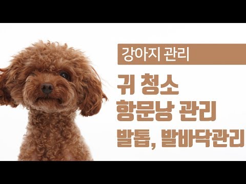 간아지간식