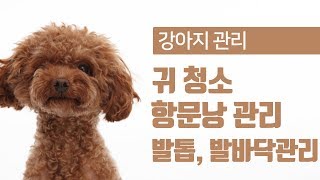 강아지 귀청소, 항문낭 짜기, 발톱 발바닥 관리 [24시수동물병원]