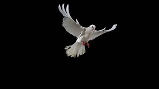 White dove flying - ULTRA SLOW MOTION