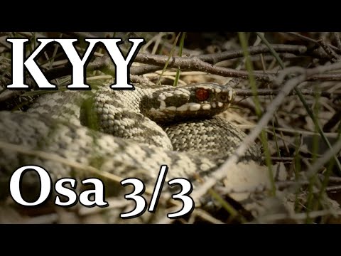 Video: Luumun Sairaudet. Osa 3