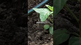 Mastering Coffee Plant Irrigation -#BalancedIrrigation #CoffeeCropCare #WaterWiseFarming