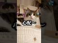 病んでる人に是非見て欲しい😹😂 #shortvideo #cat #ねこ #猫のいる暮らし #ねこ動画 #ねこすきさんと繋がりたい #shorts