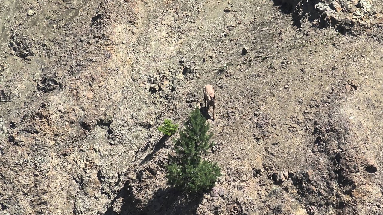 sony xperia xa1 ultra Bighorn Sheep with lamb - Yellowstone