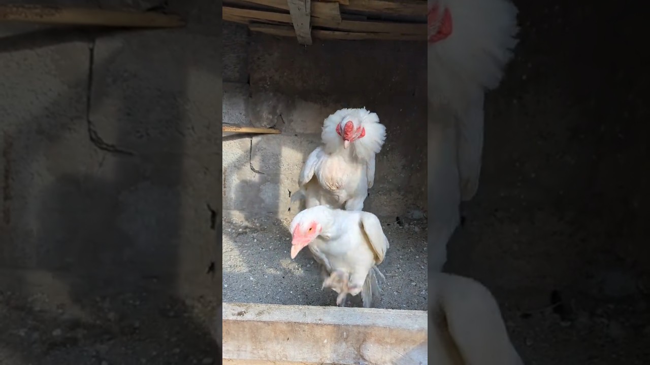 White aseel murga and paper white heera aseel hen 