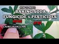 Powerful organic pesticides  fungicide  baking soda as insecticidefungicide  homefoodgarden