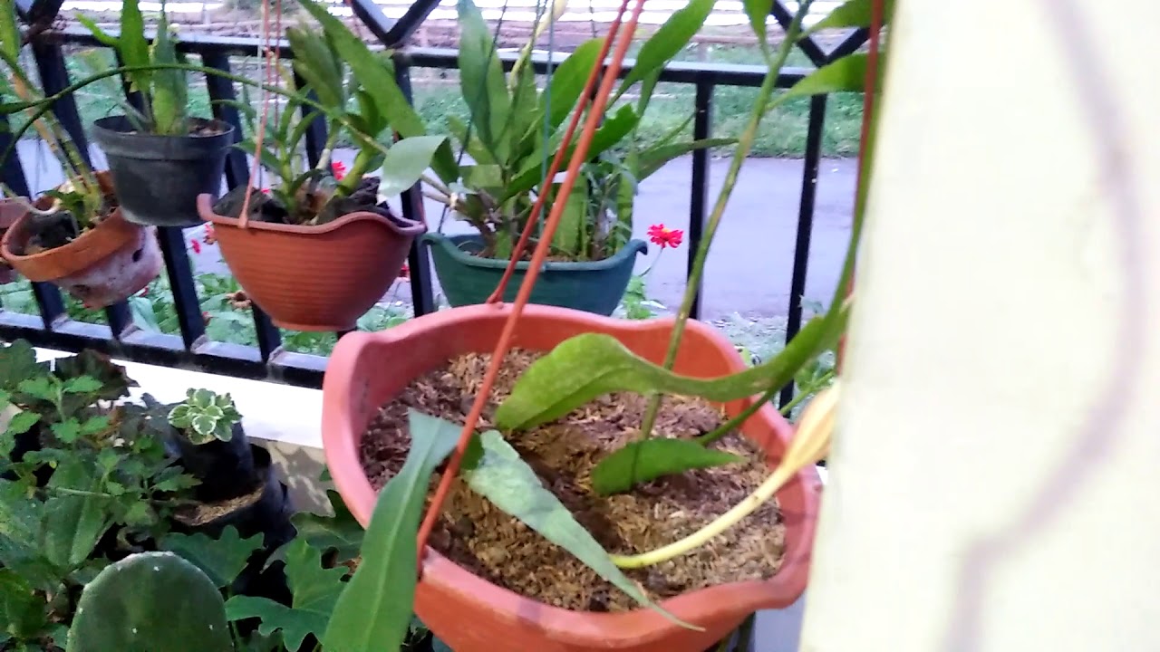 Cara memperbanyak wijaya kusuma melalui stek batang dan stek daun 