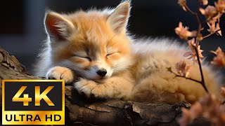 Baby Animals 4K ~ Music that touches the heart: Medicine for the heart and soul ~ Relaxing Music