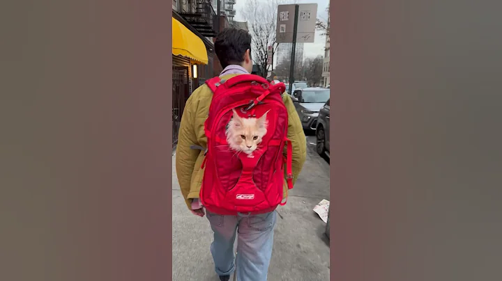 Watch the video about Long-haired Maine Coon Cat living life to the fullest #cats