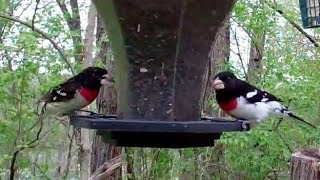 Feeding Frenzy  Rosebreasted Grosbeaks