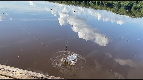Umpan cacing nipah mati, favoritnya ikan loreng