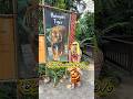 シンガポーリアのトラに会いに来た🐯🫶💛🧡 #シンガポール #singapore #tiger