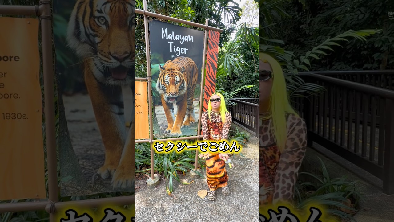 シンガポーリアのトラに会いに来た🐯🫶💛🧡 #シンガポール #singapore #tiger