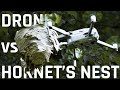 Drone vs hornets nest  an epic battle