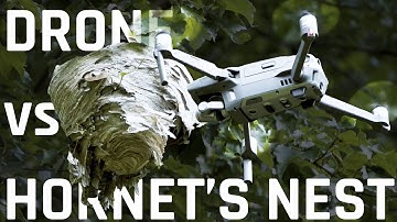 Drone vs Hornet