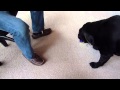 Playing ball with a dog the way you play ball with a baby.
