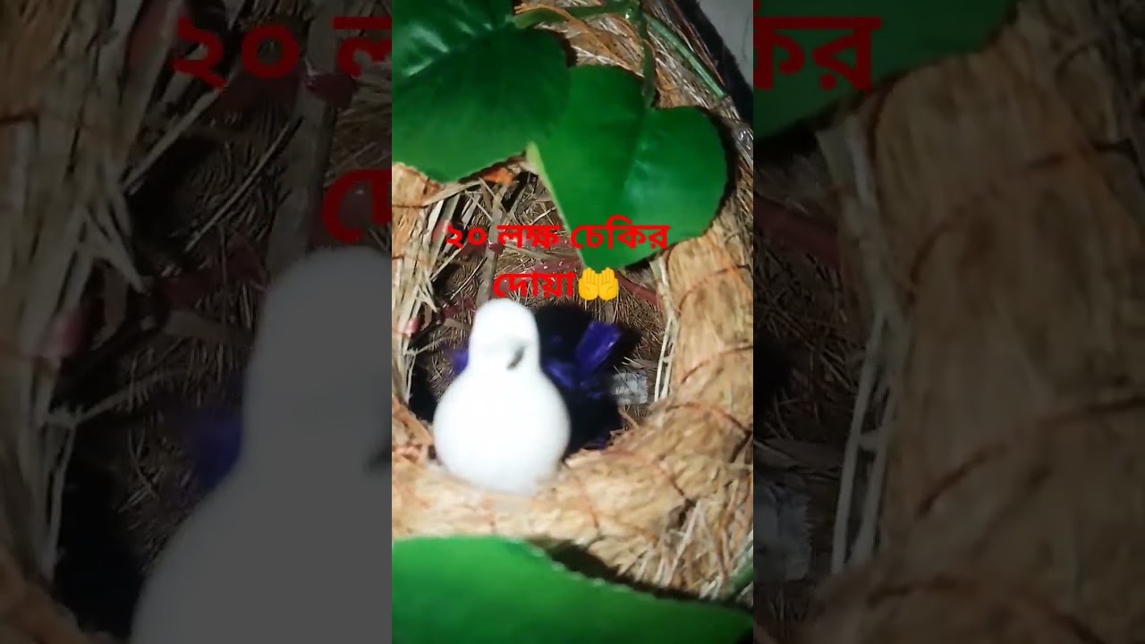 ২০ লক্ষ নেকির 