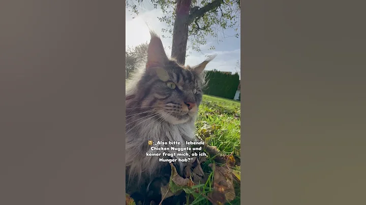 Video 11816431: mainecoon cutecat cat, mainecoon catlife