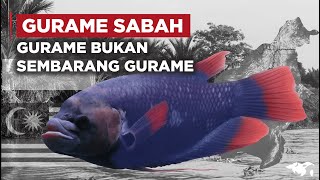 Download lagu SABAH GURAME, A DECORATIVE GURAME FISH WITH A FIERCE LOOK. IS IT INDONESIAN OR MALAYSIAN?