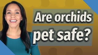 Are orchids pet safe?
