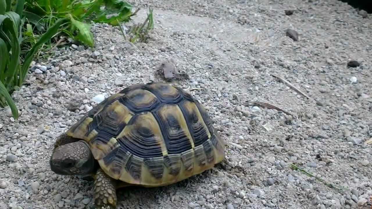 Schnellste Schildkrote Der Welt Frisst Einen Menschen Youtube