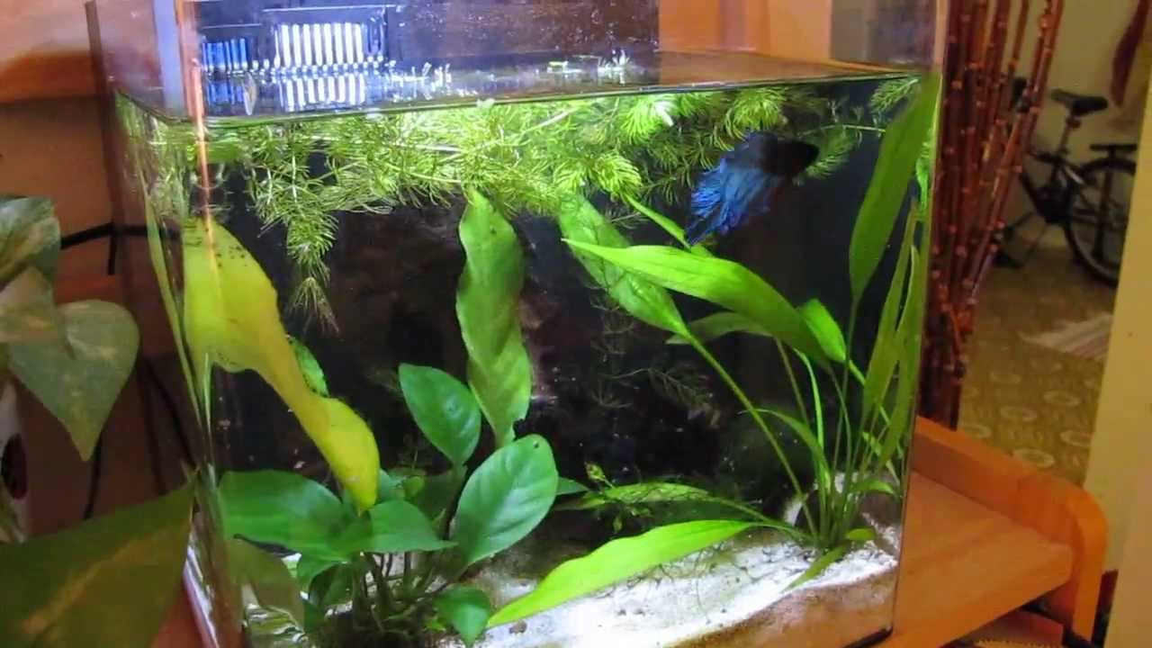 aqueon evolve 4 gallon