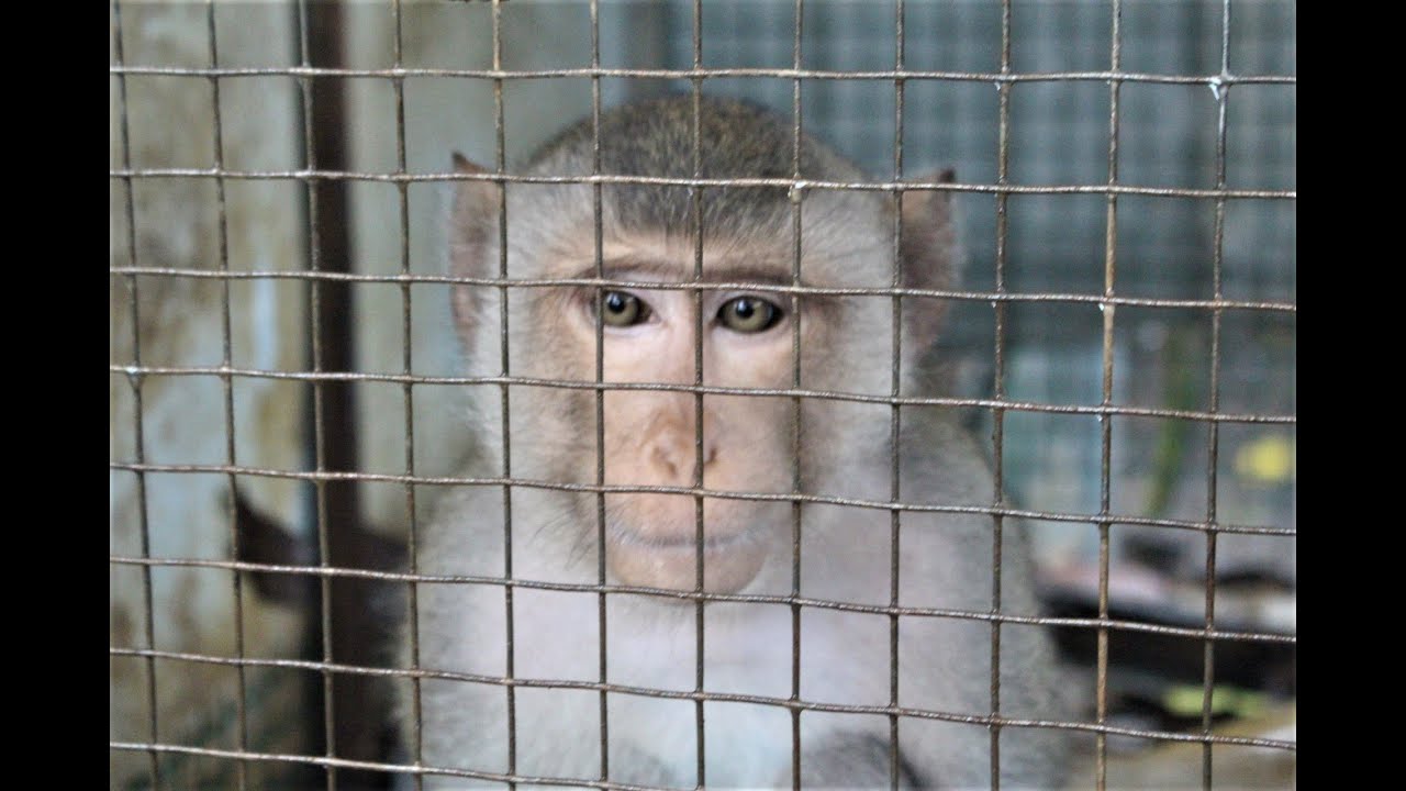 Macaque Kept Illegally Released YouTube Macaque Kept Illegally Released YouTube