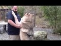 Friendly Wolf Jumps on Podcaster