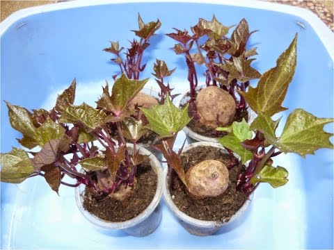 Video: Plantas de camote en maceta: Cómo cultivar camotes en un recipiente