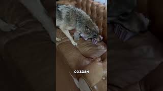 Волк против собаки у алабая нет шансов #alabai #wolf