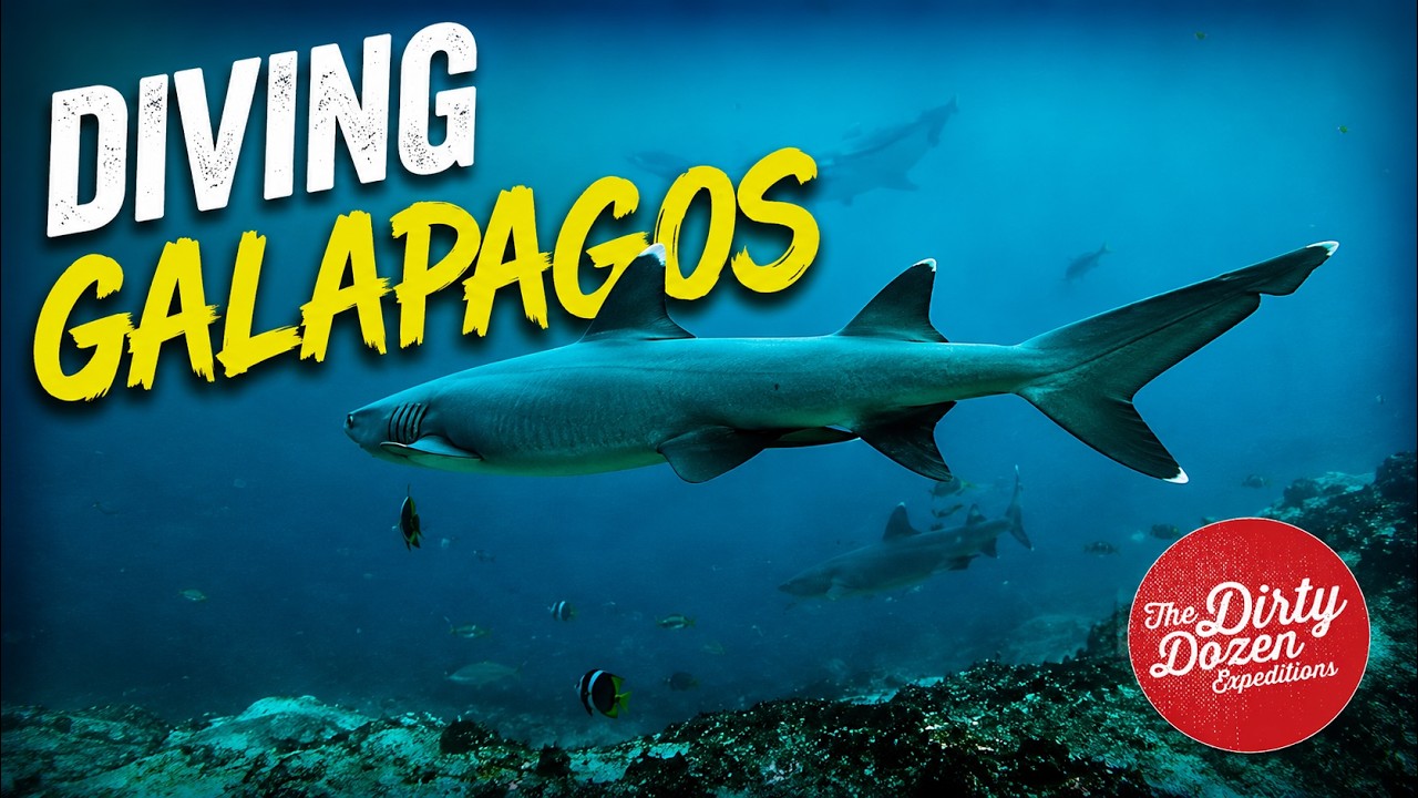 ⁣Shark Encounters in Galapagos with Jill Heinerth