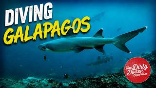 Shark Encounters in Galapagos with Jill Heinerth