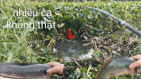 Chỗ Này Chưa Có Ai Cá Nhiều Khủng Khiếp |Câu Cá Rô Đồng| tập 51