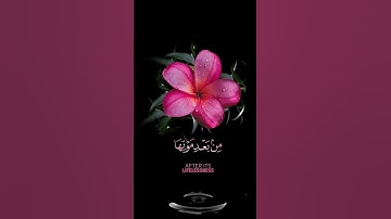 صباح الخير🌺حالات واتساب مقاطع قصيره قران كريم🌺ولئن سألتهم من نزل من السماء🌺عبدالرحمن مسعد بدون حقوق