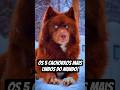 5 cachorros mais lindos do mundo!#cachorro #animais #top5 #goldenretriever #husky #curiosidades #pet