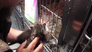 Kittens Trapped Behind a Wall are Rescued