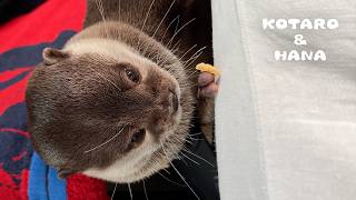 видео: Неуклюжая выдра пробует себя в жонглировании картинка: Неуклюжая выдра пробует себя в жонглировании