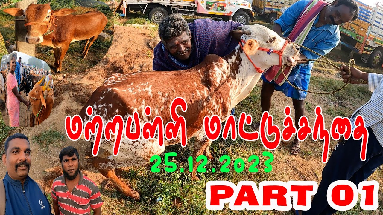 மட்றப்பள்ளி மாட்டுச்சந்தை | matrapalli cowmarket  part 1