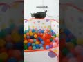 Zoomies Cat plays like crazy - Funny Kitten Video 🥹 So Cute!